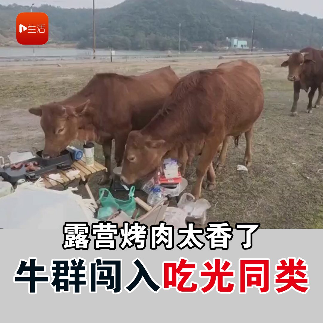 露营烤肉太香了 牛群闯入吃光同类