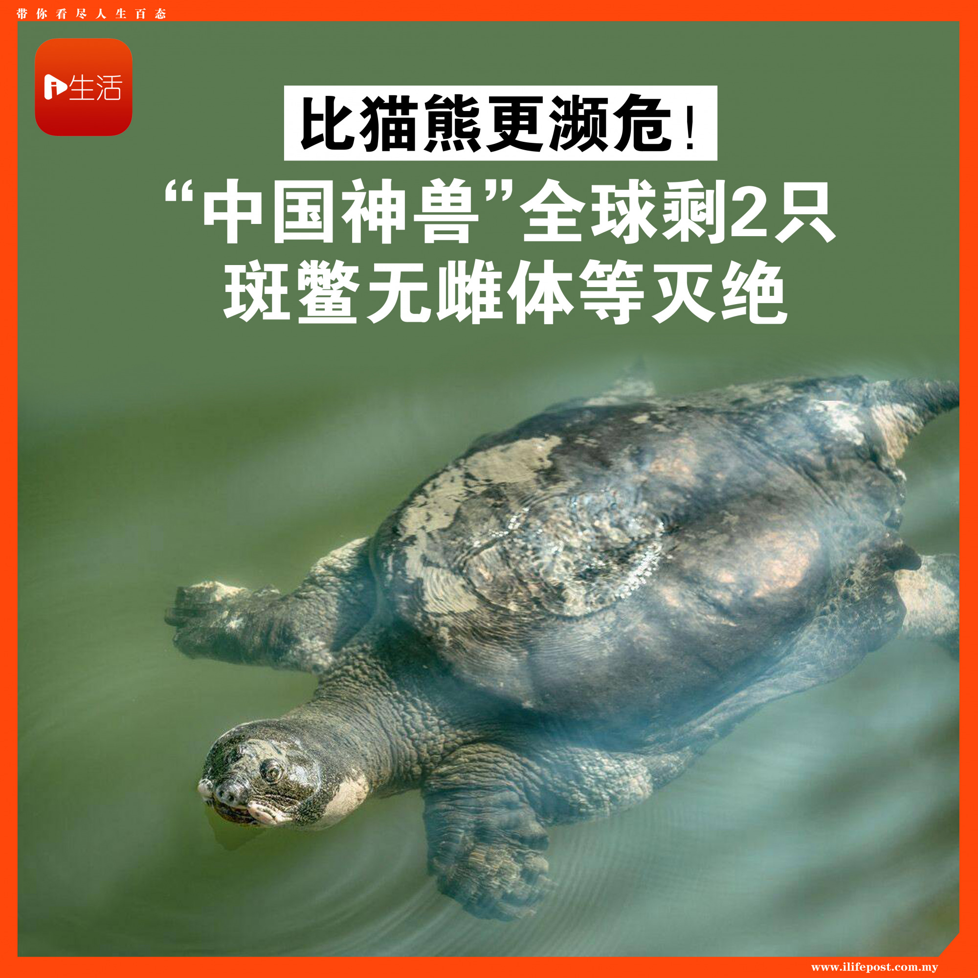 比猫熊更濒危！“中国神兽”全球仅剩2只　斑鳖无雌体等灭绝