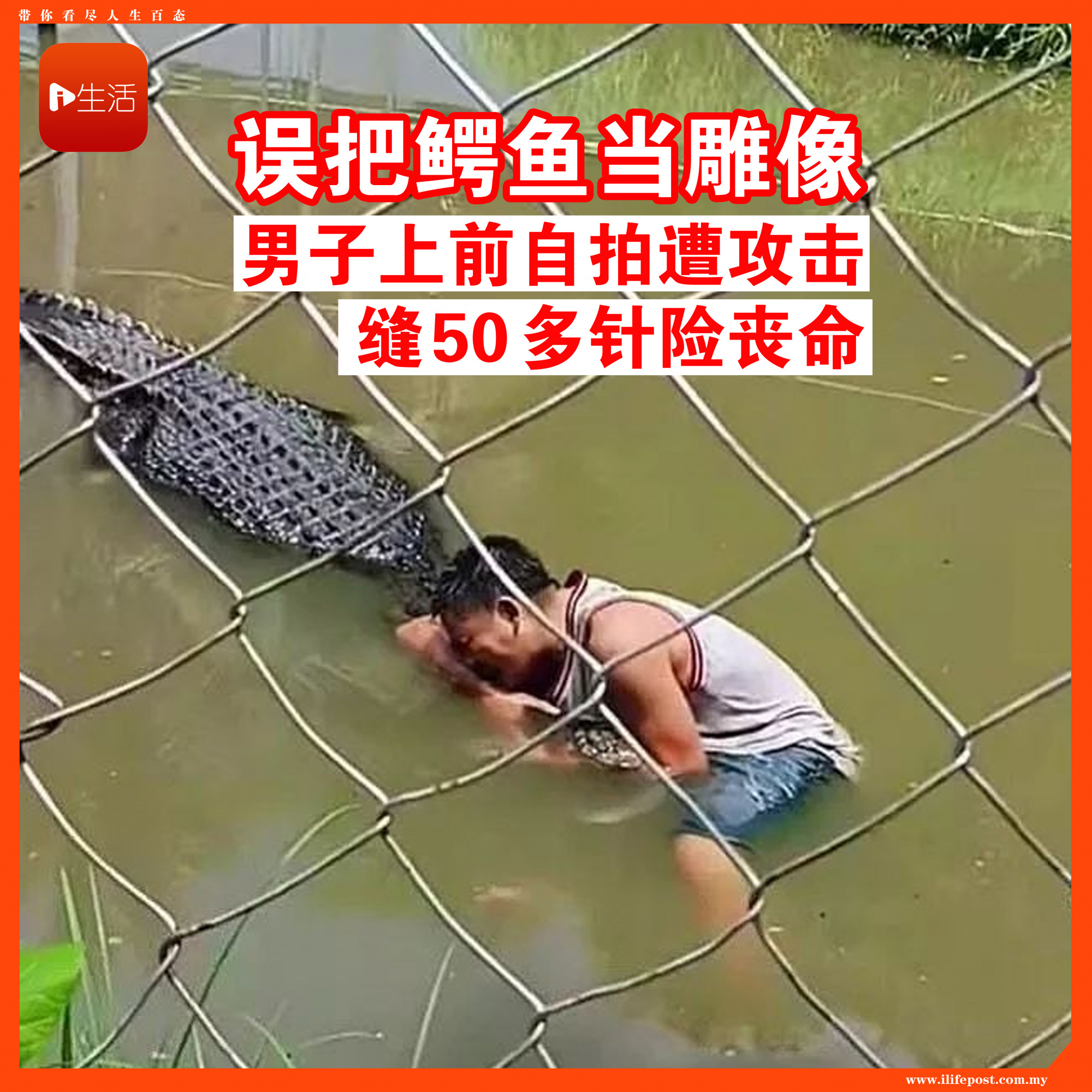 男子把鳄鱼误认成雕像！上前自拍遭攻击　缝50多针险丧命