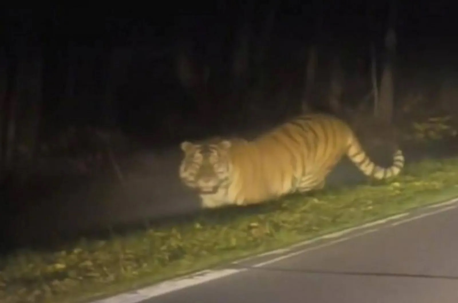 男子深夜遇野生东北虎急喊3字猛兽竟愣住对望5秒| 新生活报- ILifePost