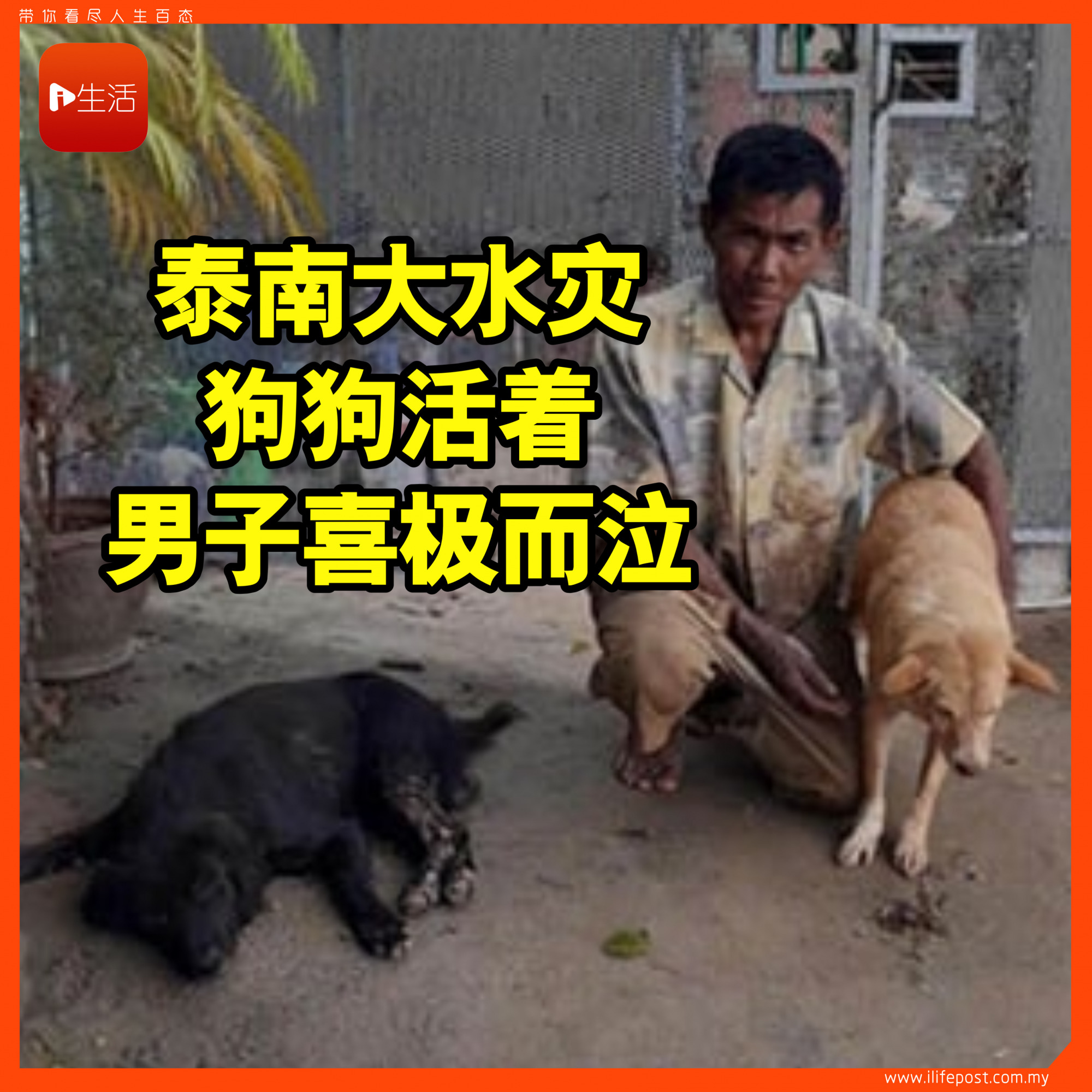 【泰南大水灾】狗狗活着 男子喜极而泣