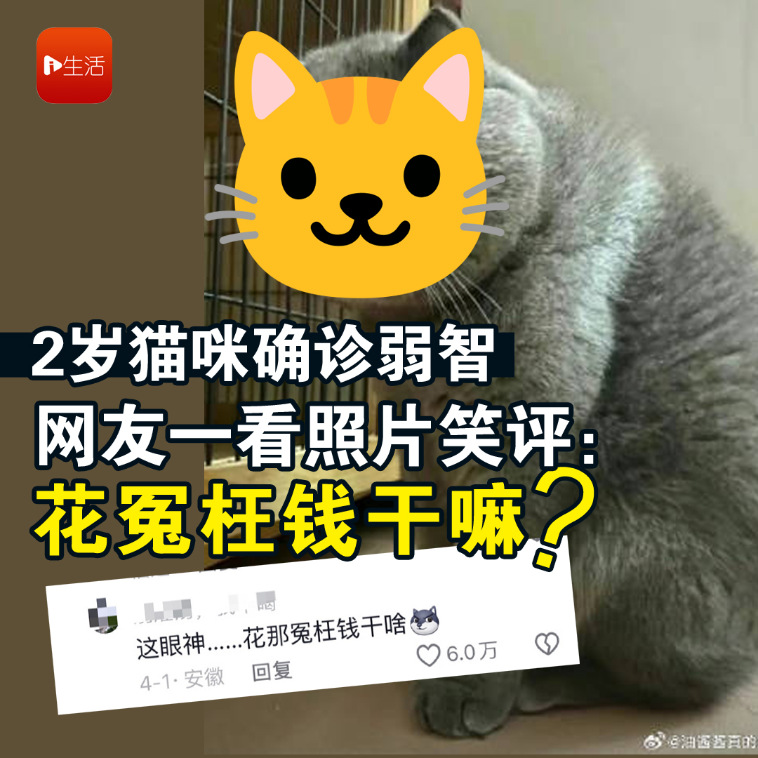 2岁猫咪确诊弱智 网友一看照片笑评：花冤枉钱干嘛