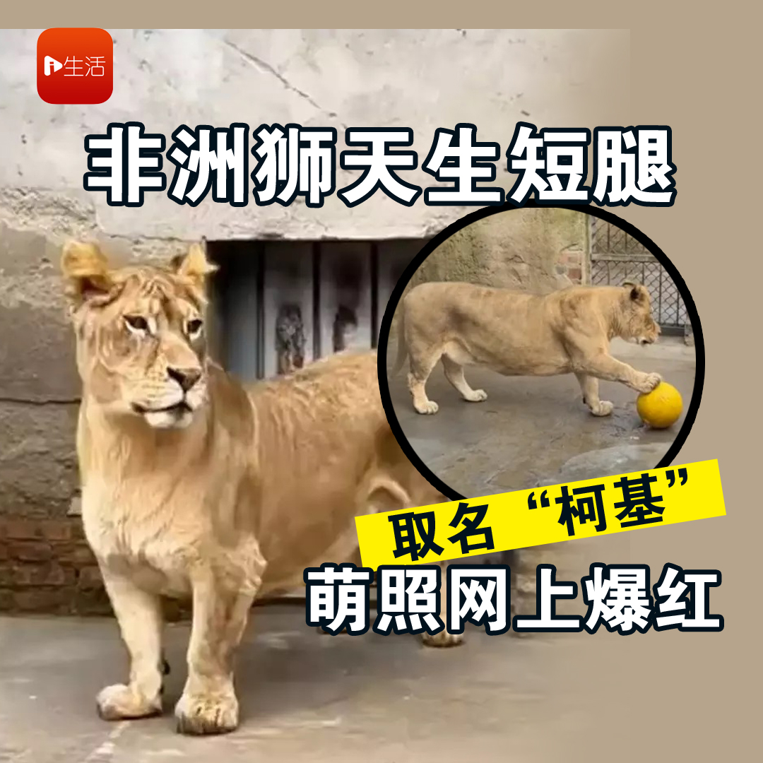 非洲狮天生短腿 取名“柯基” 萌照网上爆红