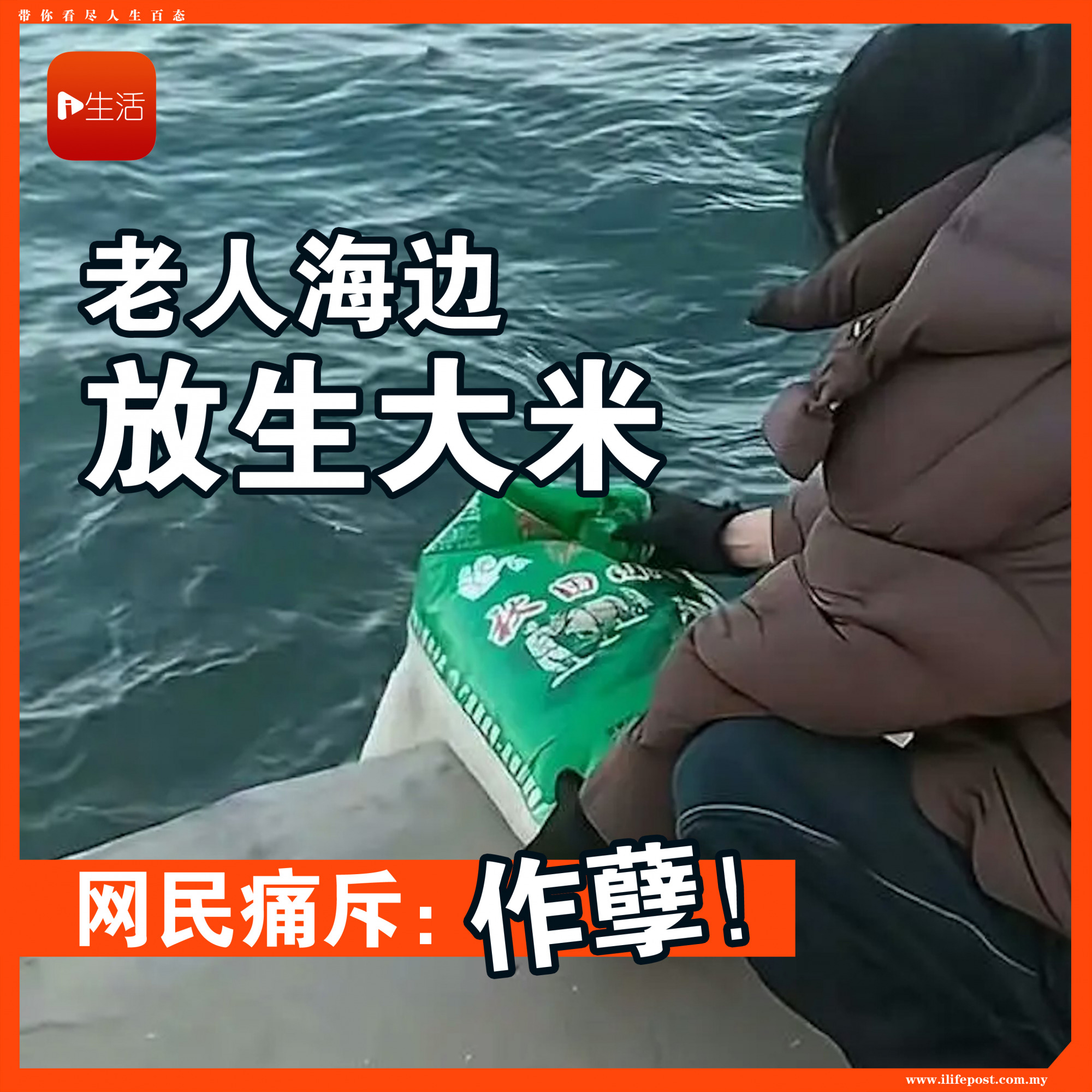 老人海边放生大米　网民痛斥：作孽！