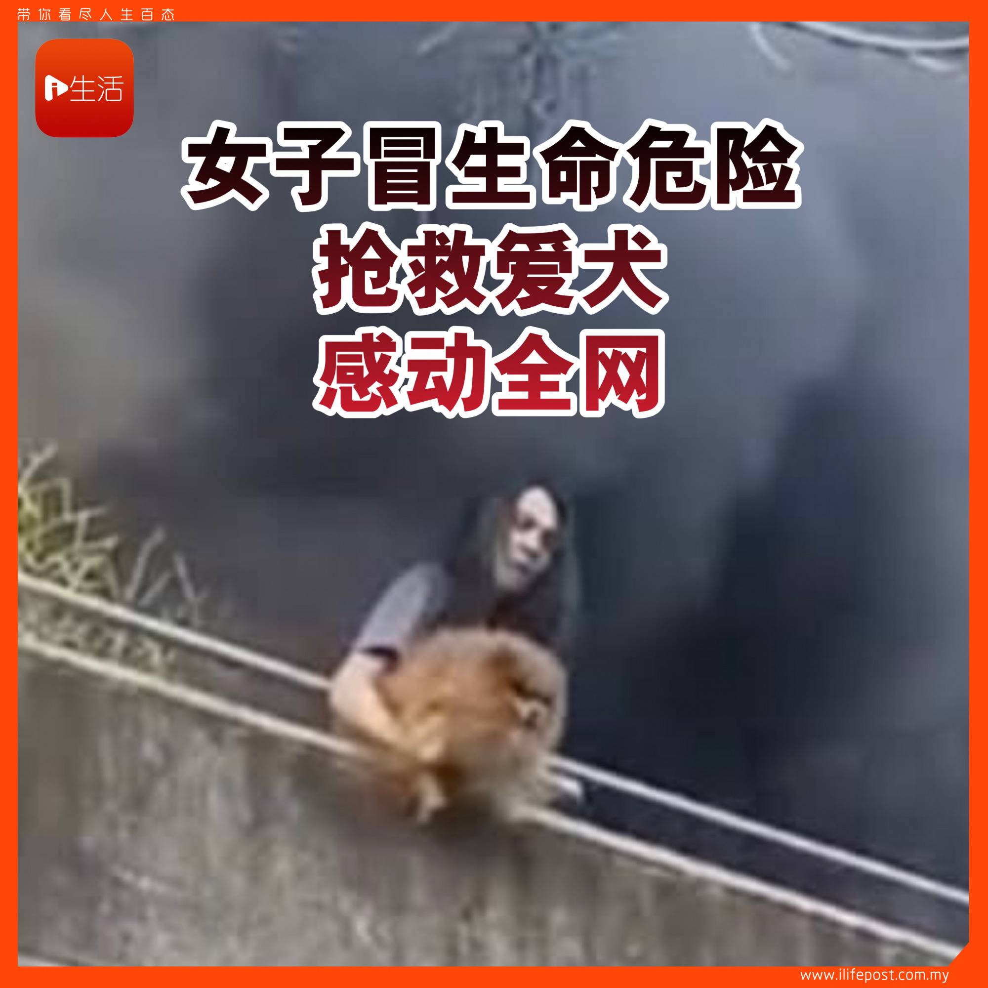 女子冒生命危险抢救爱犬 感动全网