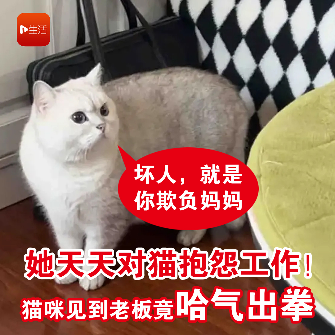 她天天对猫抱怨工作！ 猫咪见到老板竟哈气出拳 就是你欺负妈妈