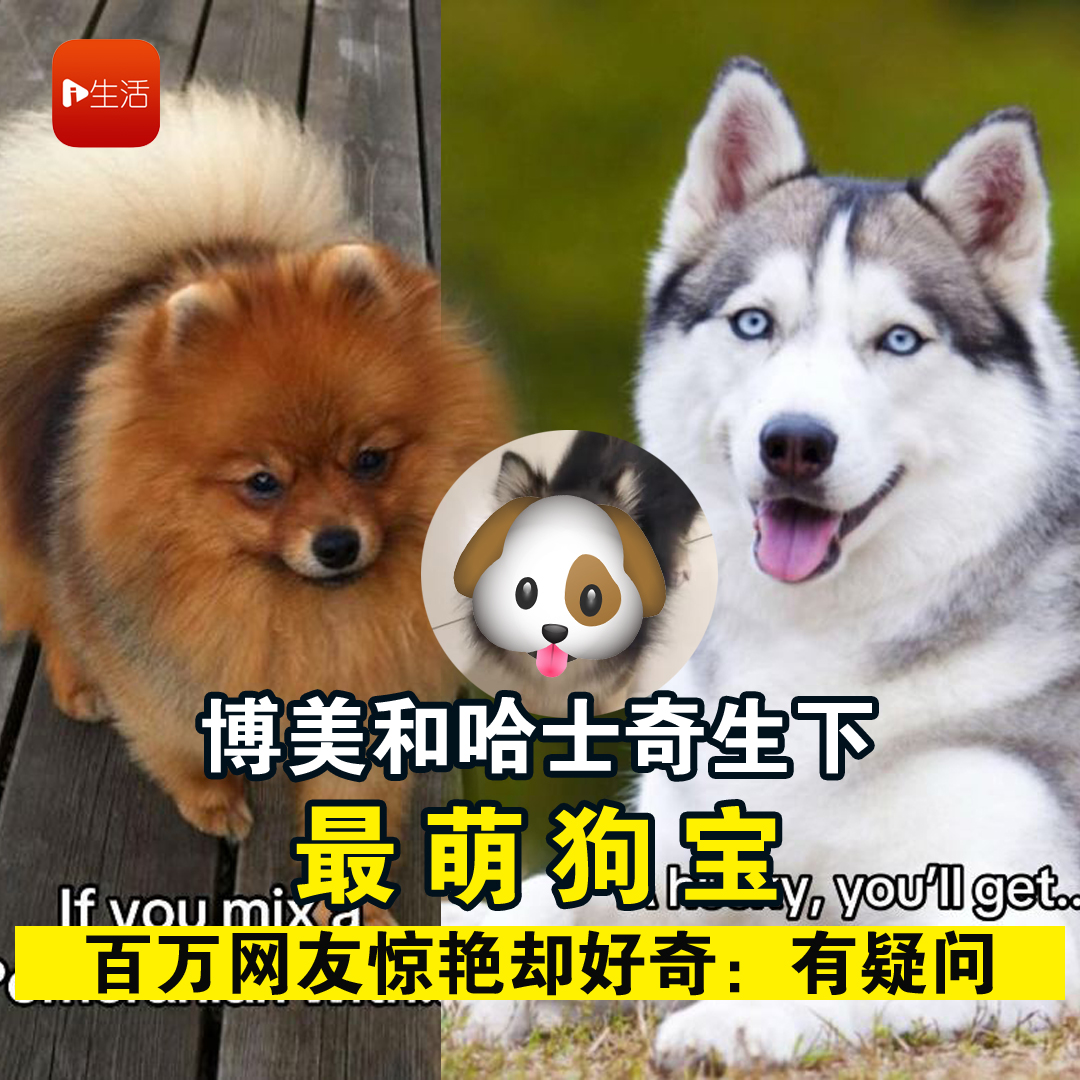 博美和哈士奇生下最萌狗宝　百万网友惊艳却好奇：有疑问