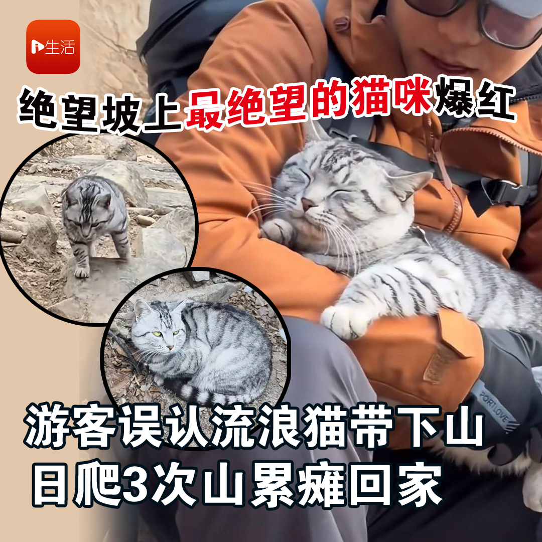 绝望坡上最绝望的猫咪爆红 游客误认流浪猫带下山 日爬3次山累瘫回家